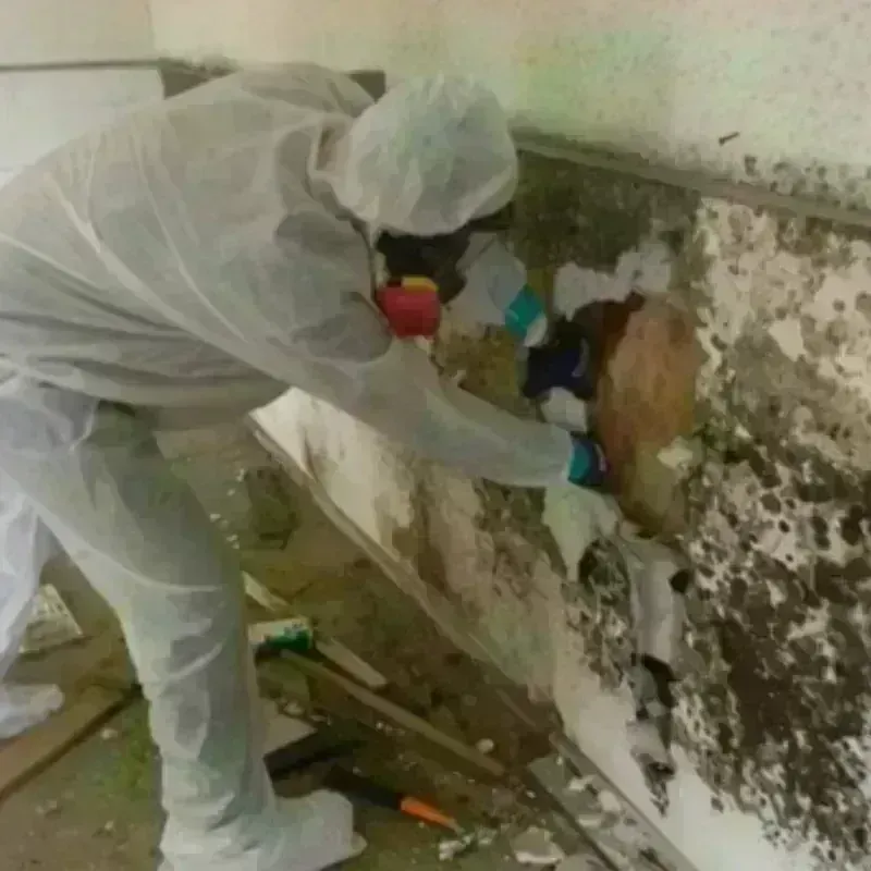 Mold Remediation and Removal in New Albany, OH